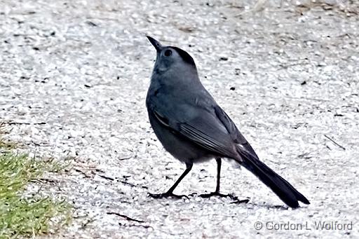 Gray Catbird_P1140840.jpg - Gray Catbird (Dumetella carolinensis) photographed at Smiths Falls, Ontario, Canada.